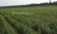 供應小草優質蘋果苗,無病蘋果苗管理,短枝富士蘋果,蘋果苗木,嘎啦蘋果苗,優質蘋果苗木,首富一號蘋果苗,萊州小草溝園藝場供30多種優質蘋果苗_紡織、皮革_世界工廠網中國產品信息庫
