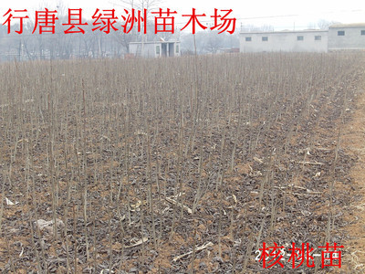 河北省核桃苗基地_農(nóng)副產(chǎn)品_世界工廠(chǎng)網(wǎng)