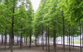 江西水杉種苗 江西水杉種苗價格 江西水杉種苗批發(fā) 九江水杉苗木