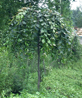 河北常青苗木基地 河北花灌木|河北苗木|定州苗木花卉|定州花灌木|紅葉小擘|金葉女貞|水蠟|金葉蕕|冬青|大葉黃楊|小葉黃楊|丁香