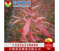 優(yōu)化苗木產(chǎn)品庫策略，提升園林綠化行業(yè)競爭力