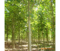 軒都苗木基地直銷優質馬褂木（鵝掌楸）樹苗，量大優惠，綠化優選