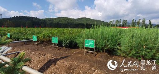 黑龍江省林草局召開現場推進會 以花卉種植為支點，撬動產業興、職工富、生態美的新型林場建設