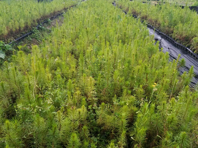 忻城苗木栽培正當時，林業產業鋪就脫貧致富路